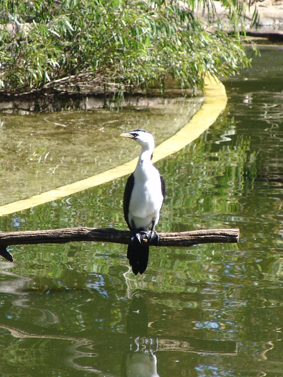 Little Pied Cormorant (Microcarbo melanoleucos)