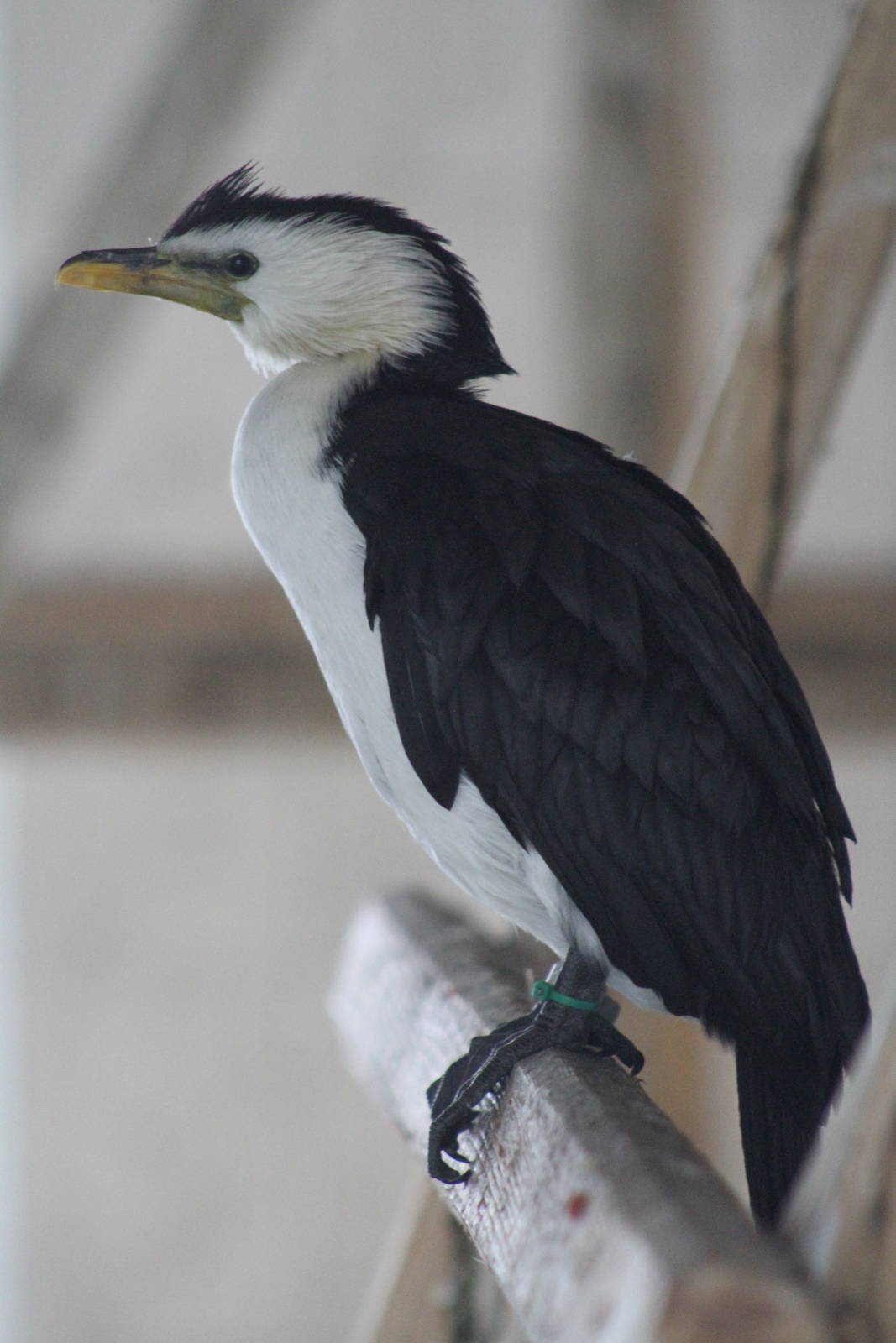 Little Pied Cormorant (Microcarbo melanoleucos)