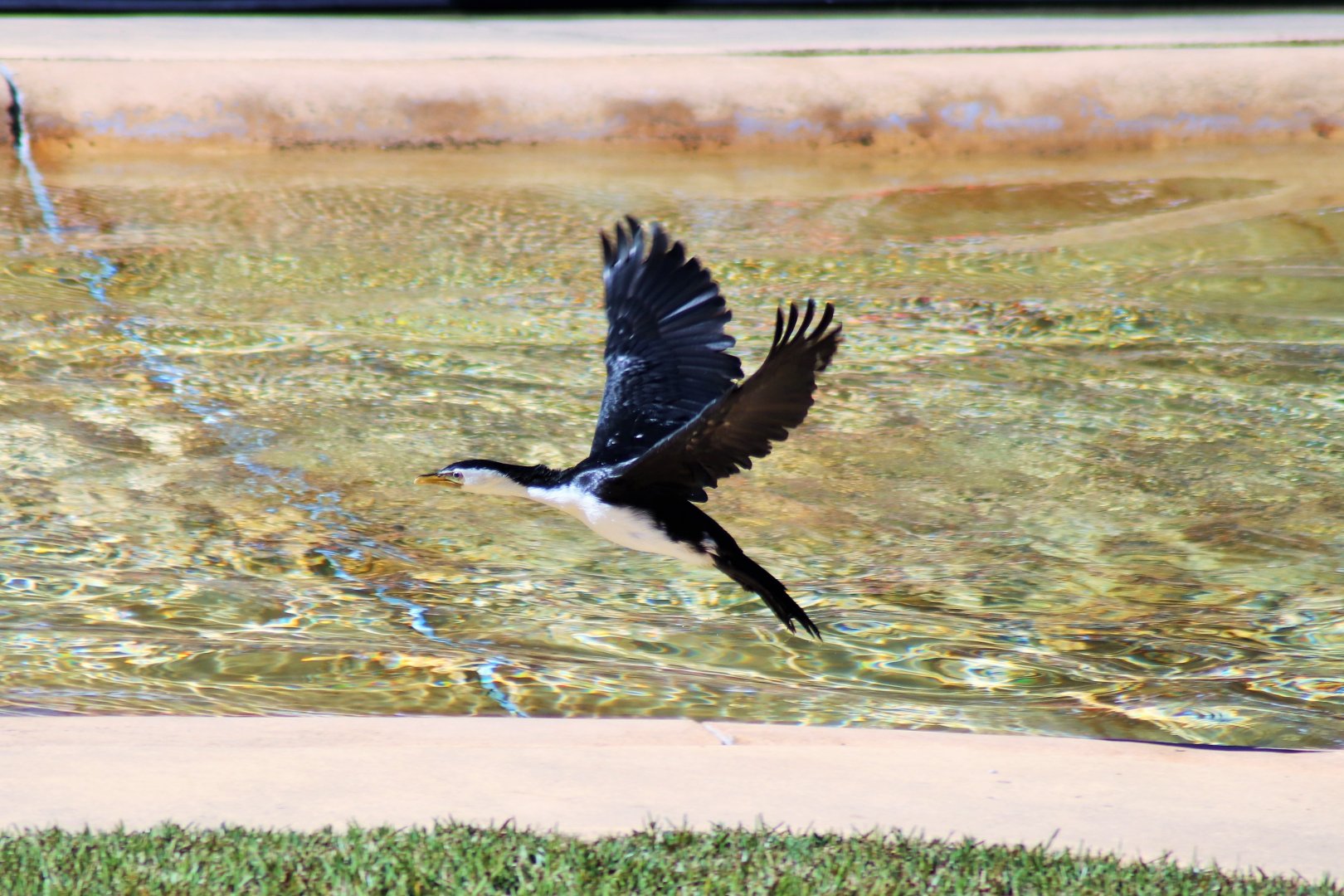 Little Pied Cormorant (Microcarbo melanoleucos)