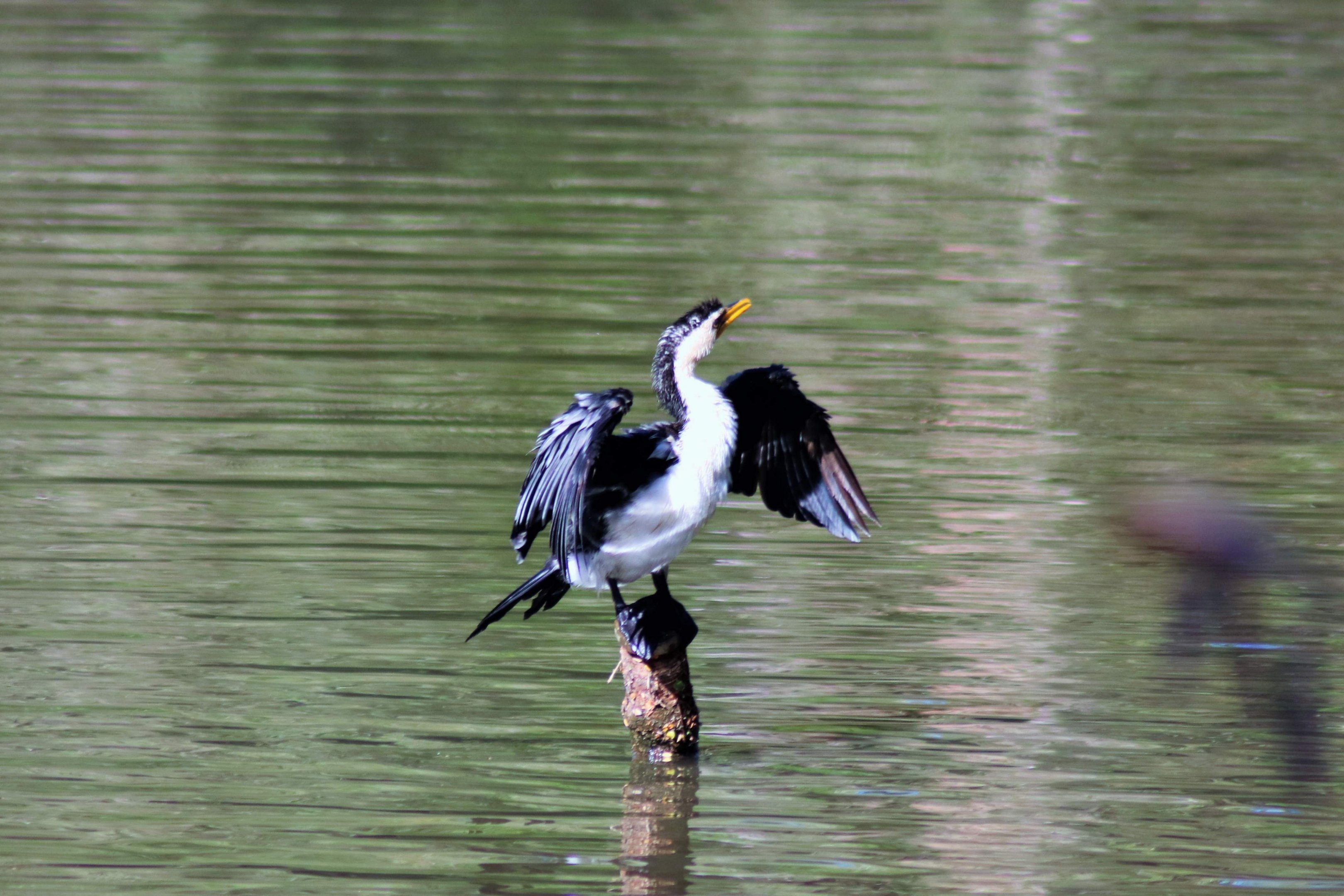 Little Pied Cormorant (Microcarbo melanoleucos)