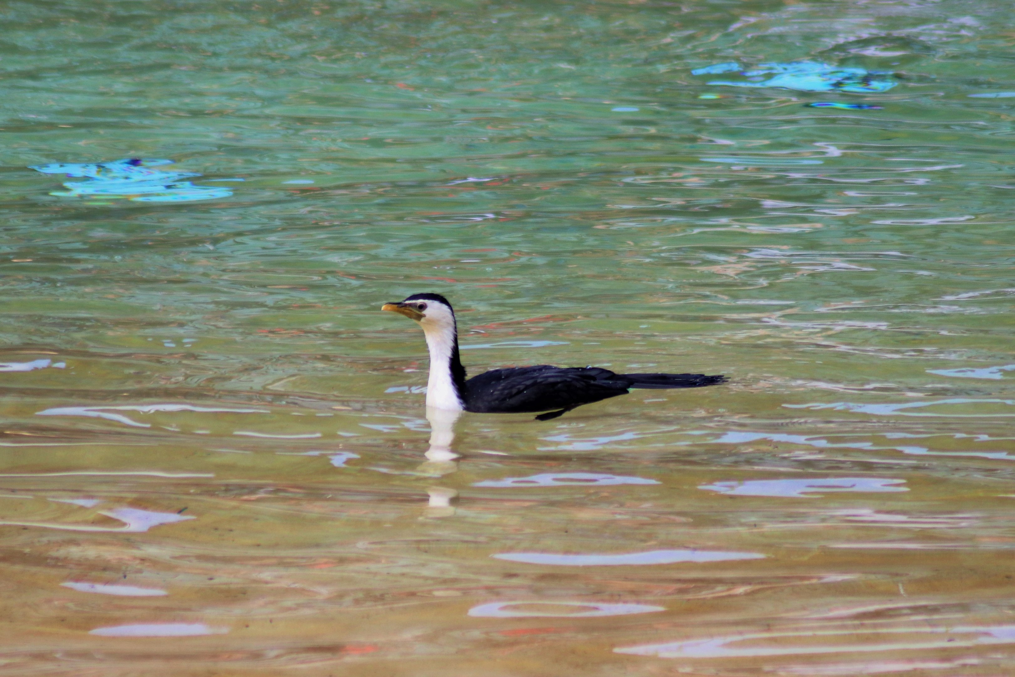 Little Pied Cormorant (Microcarbo melanoleucos)