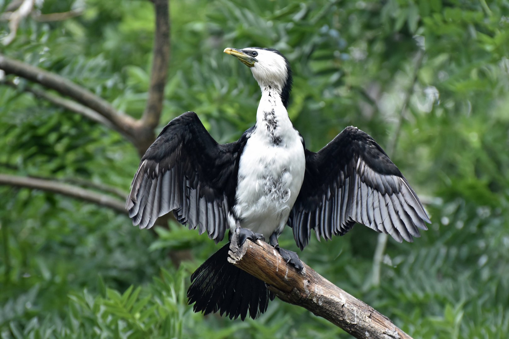 Little pied cormorant (Microcarbo melanoleucos)