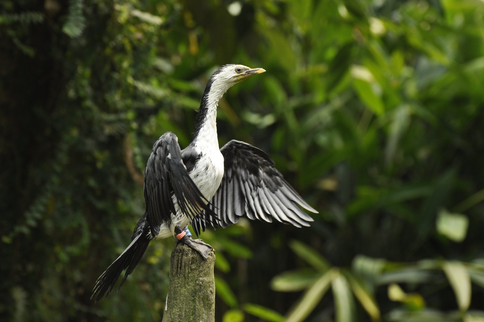 Little Pied Cormorant Microcarbo melanoleucos