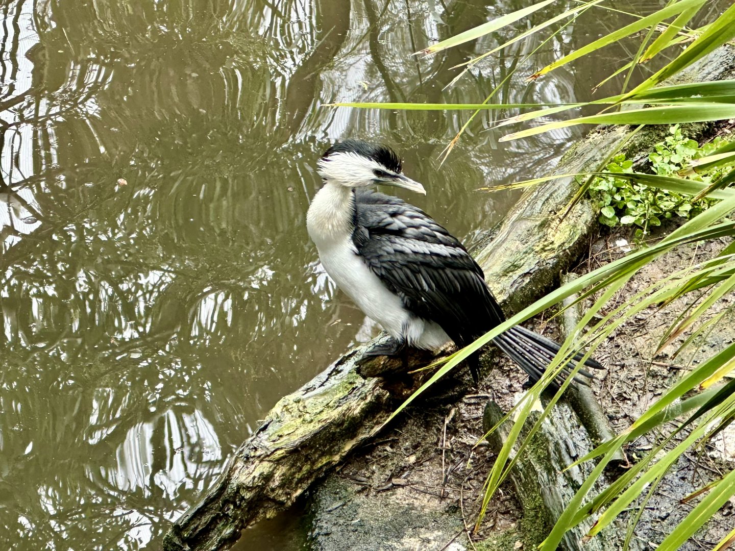 Little pied cormorant (Microcarbo melanoleucos)