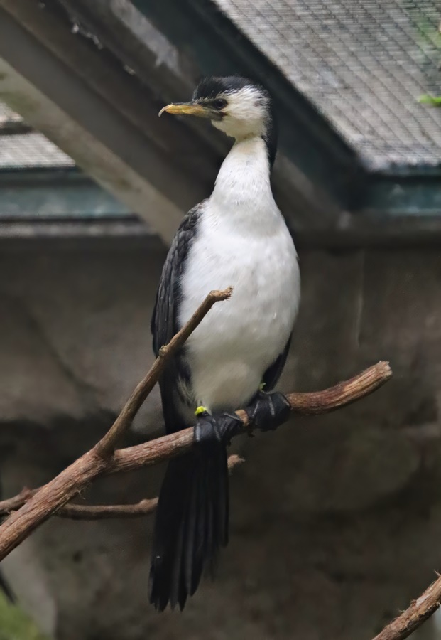 Little pied cormorant (Microcarbo melanoleucos)