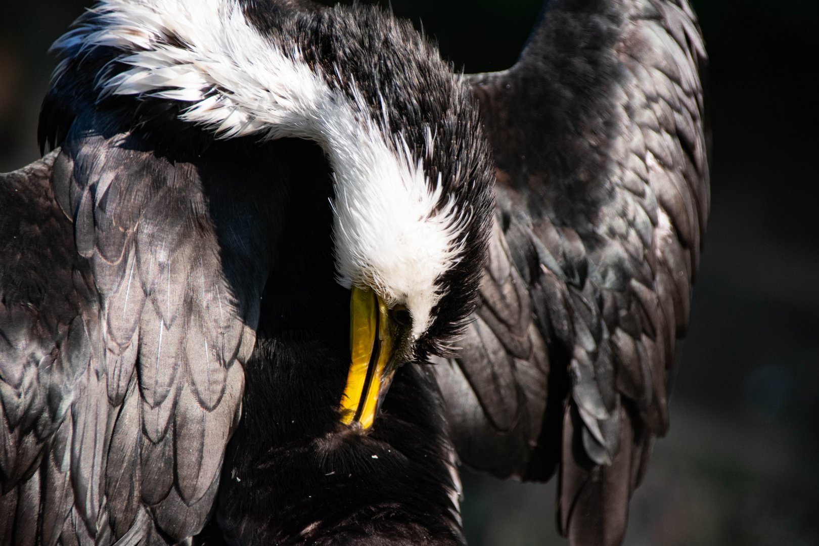 Little pied cormorant (Microcarbo melanoleucos)
