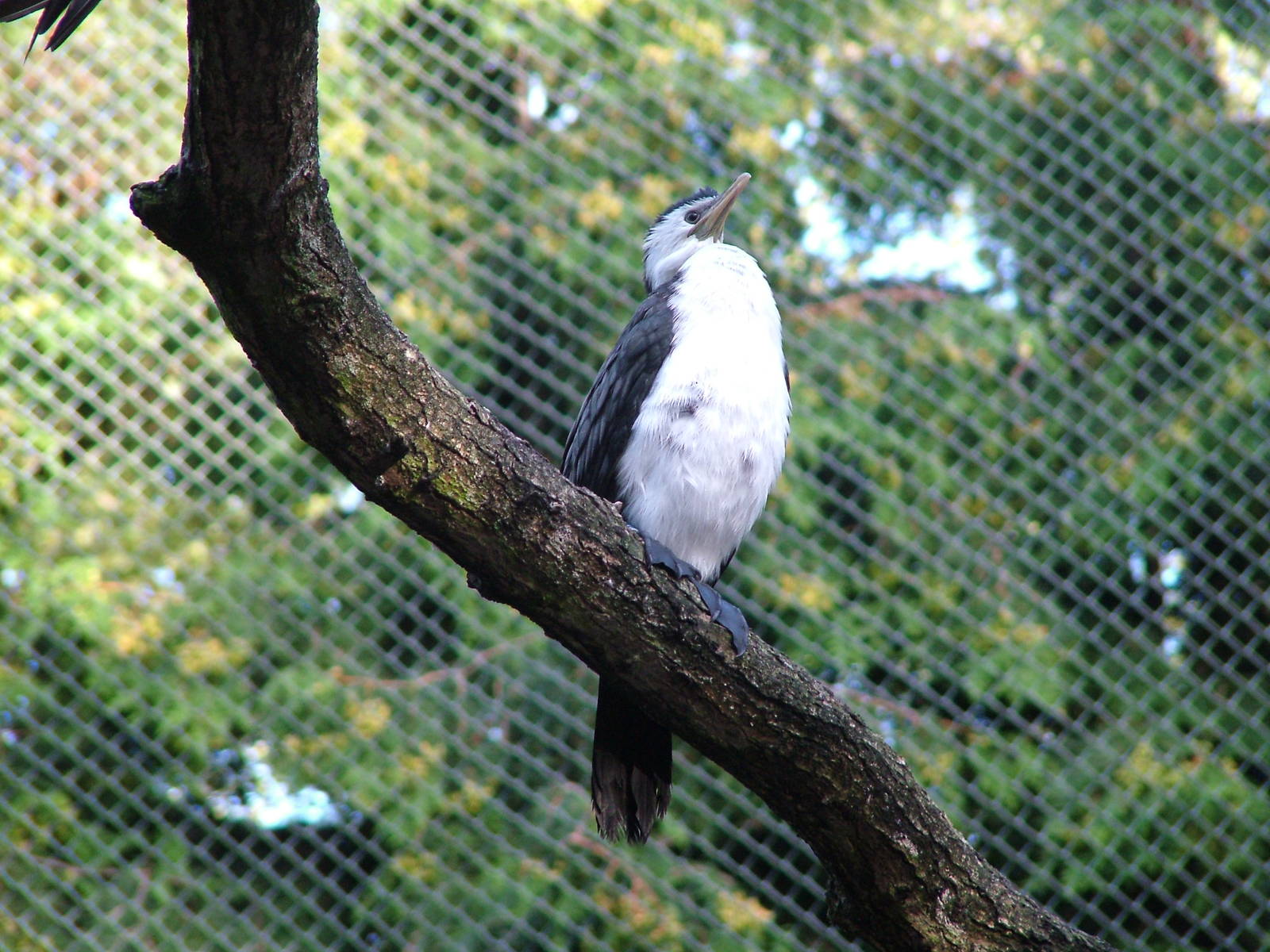 Little Pied Cormorant (Phalacrocorax melanoleucas) at Walsrode 2007