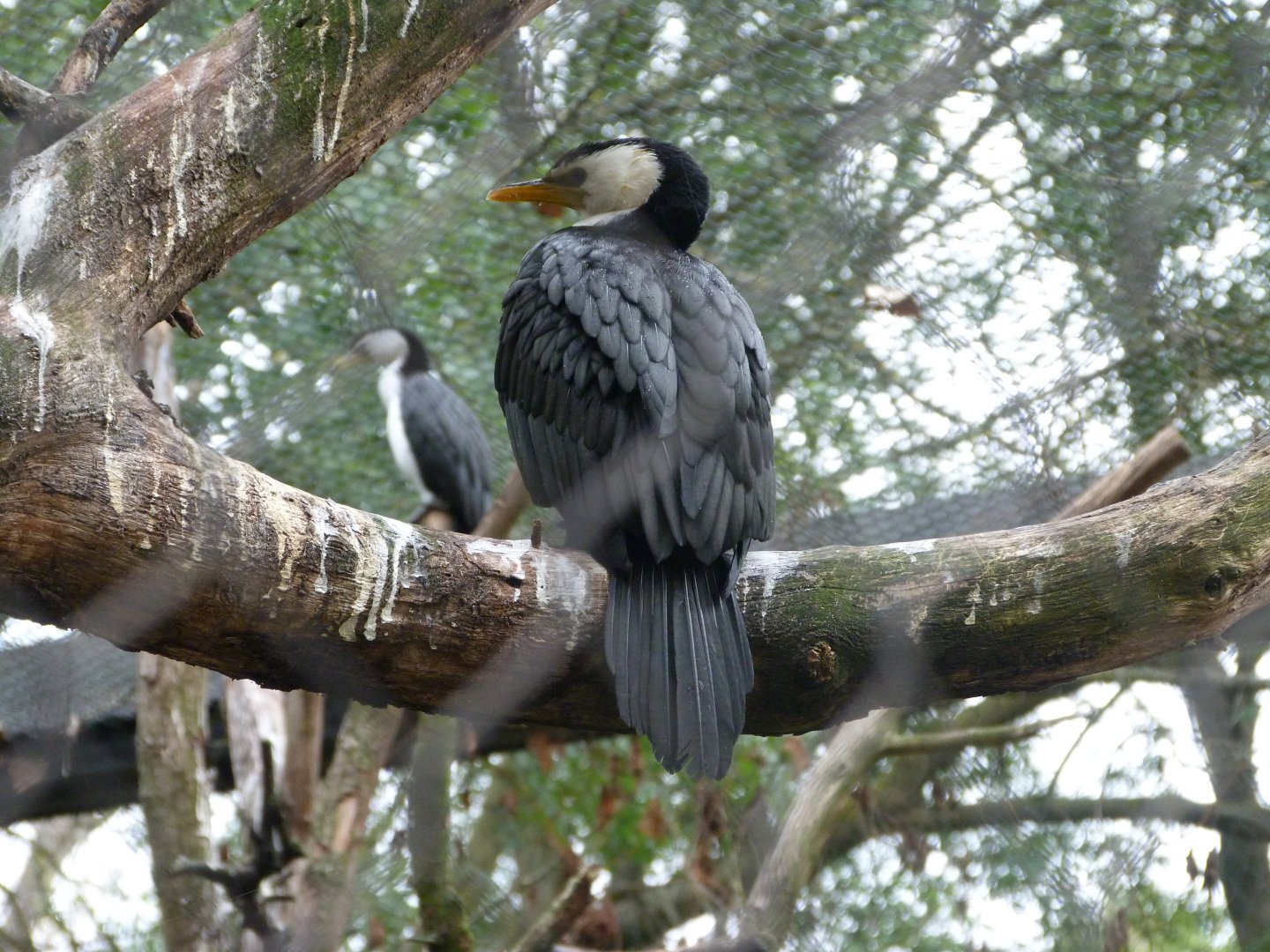 Little pied cormorant -Tierpark Berlin (2024)