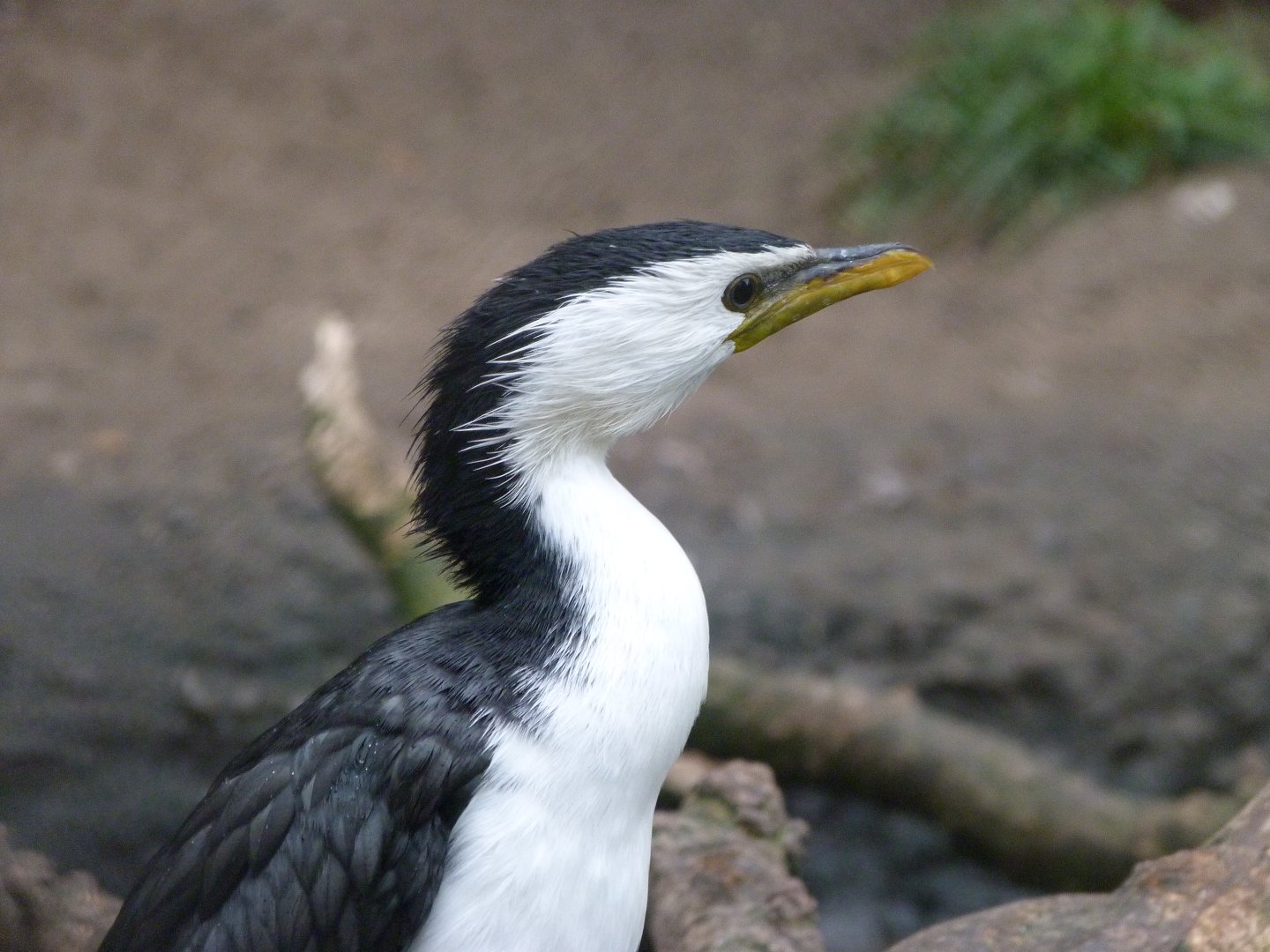 Little pied cormorant -Tierpark Berlin (2024)