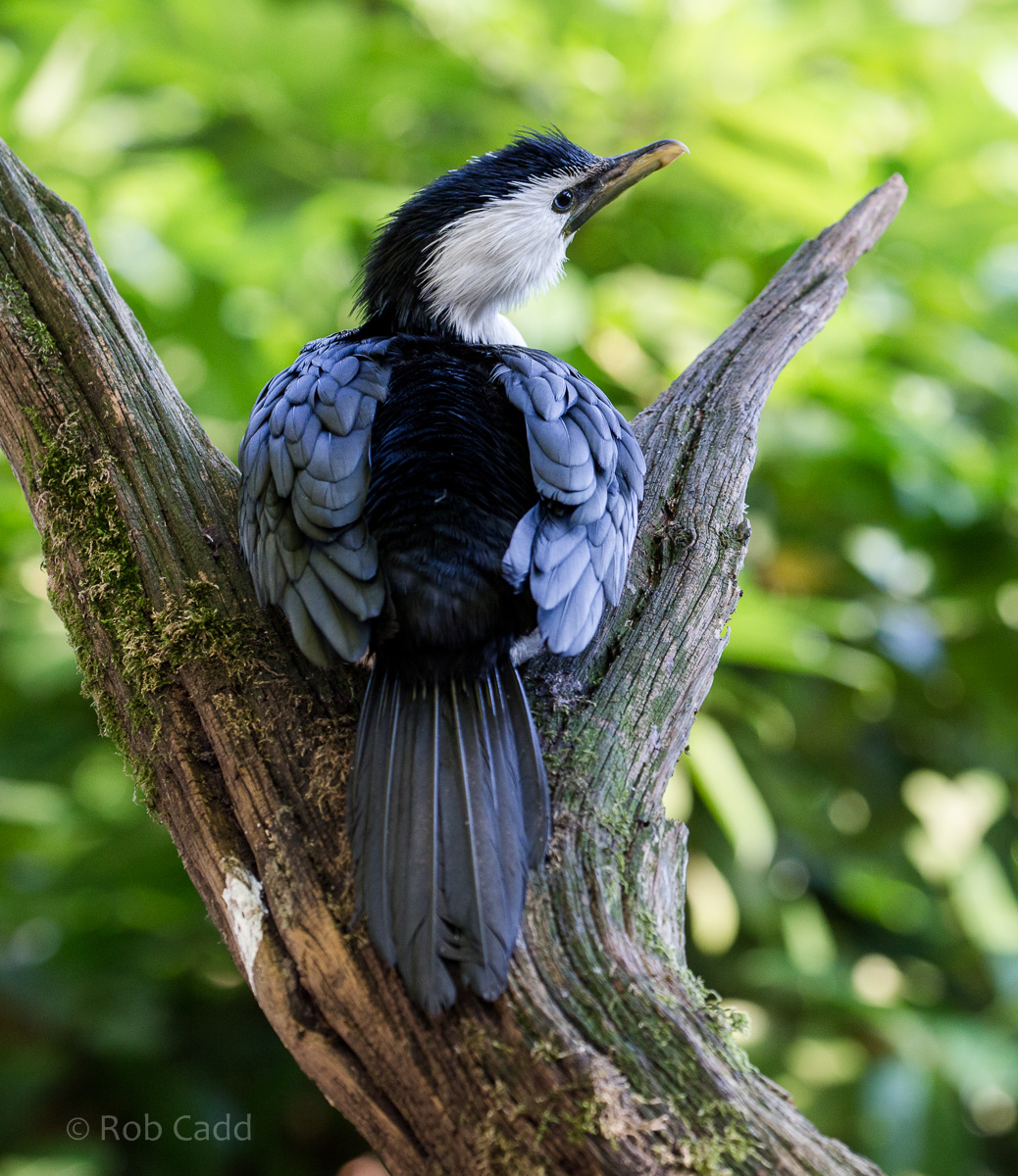 Little pied cormorant : Twycross : 06 Sep 2015