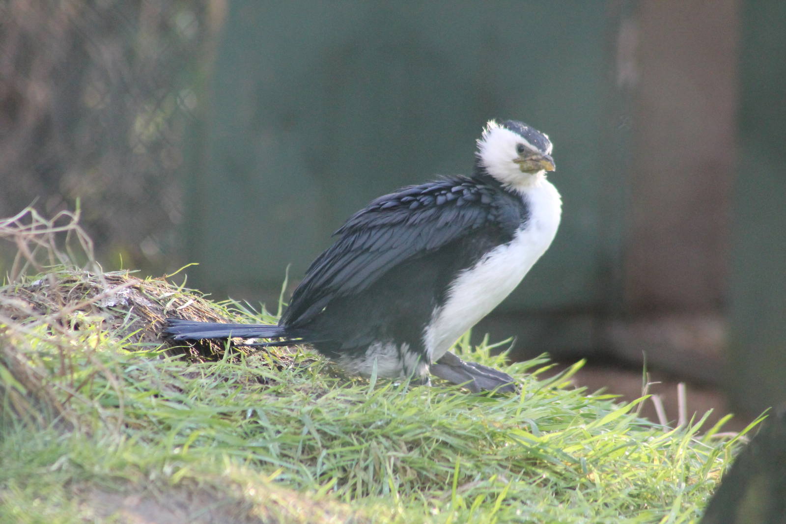 Little Pied Cormorant Twycross 2013