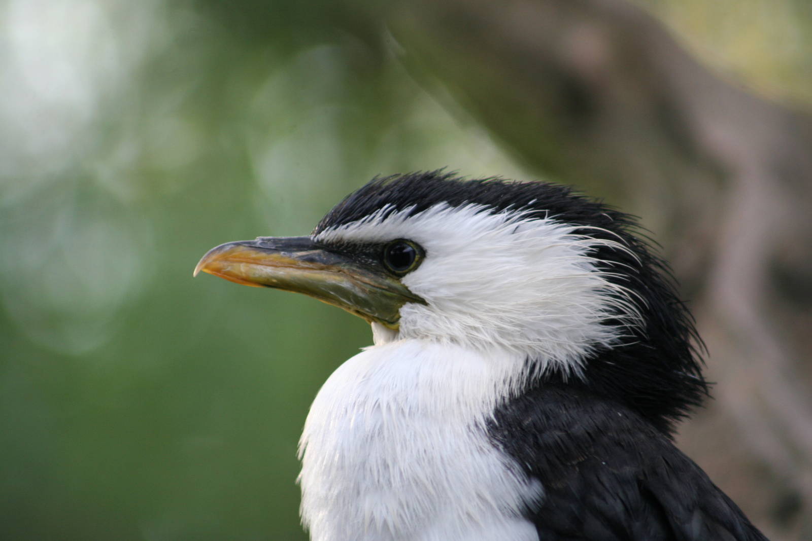 Little Pied Cormorant @ Twycross; 22.10.2010