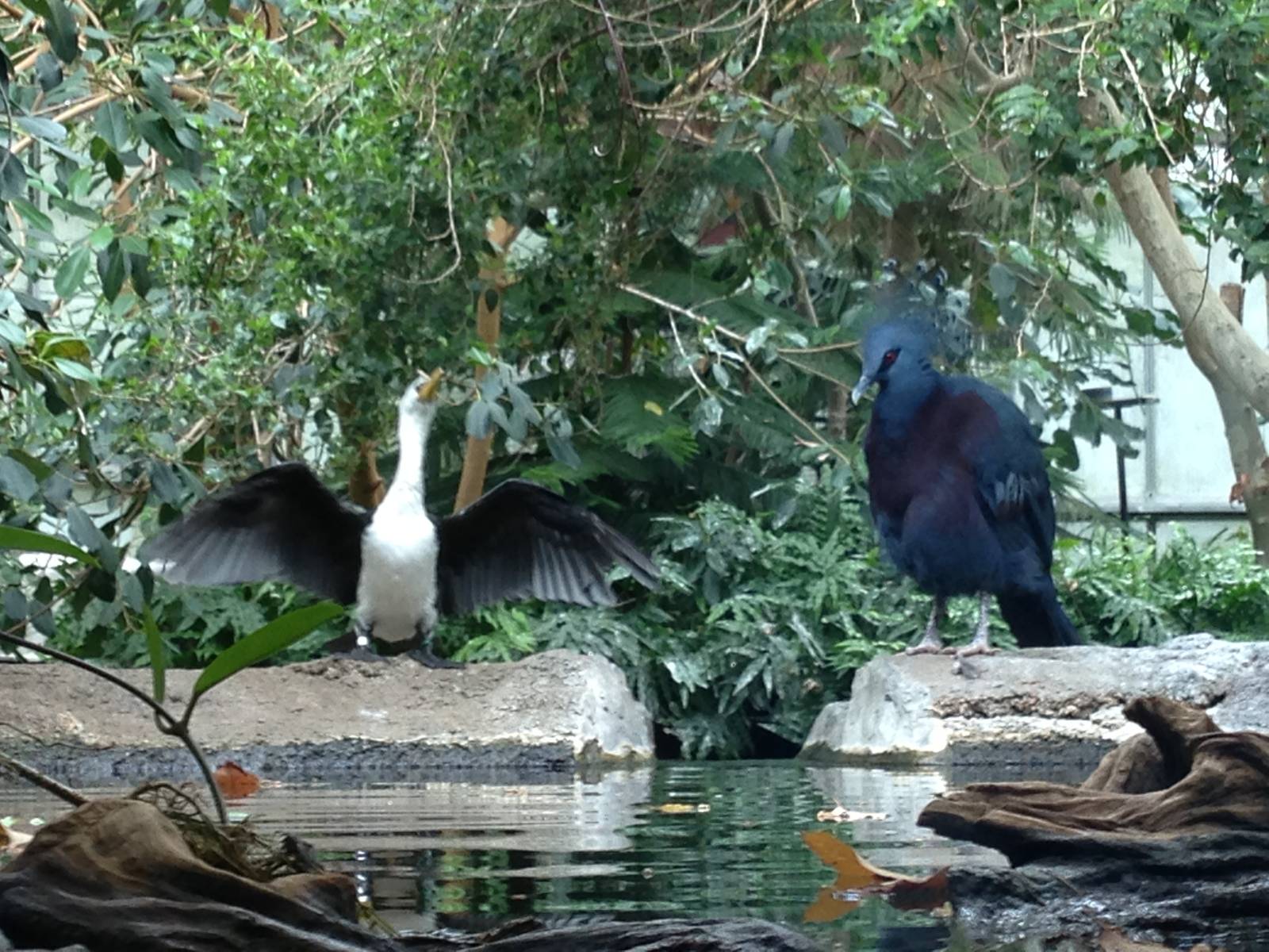 Little Pied Cormorant & Victoria Crowned Pigeon