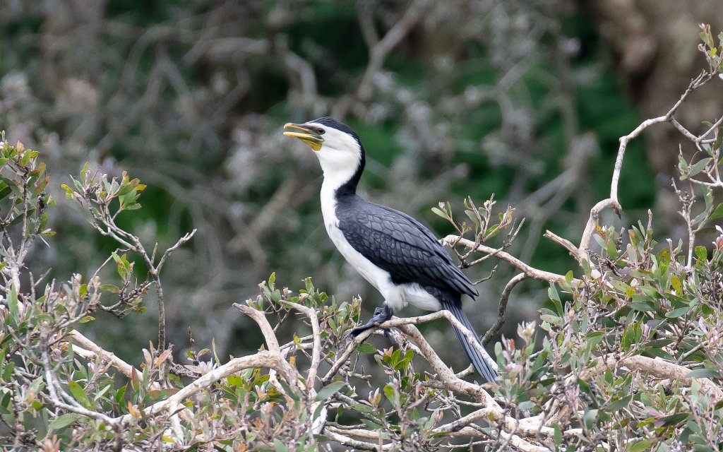 Little Pied Cormorant - wild bird