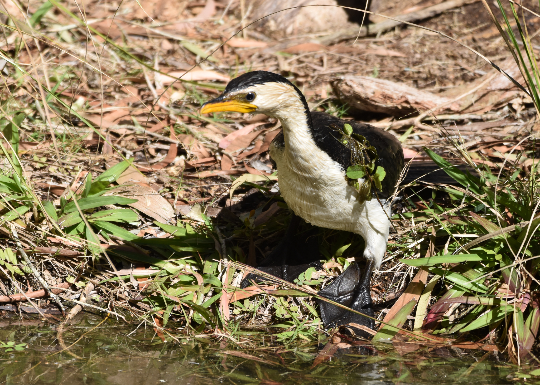 Little Pied Cormorant - wild