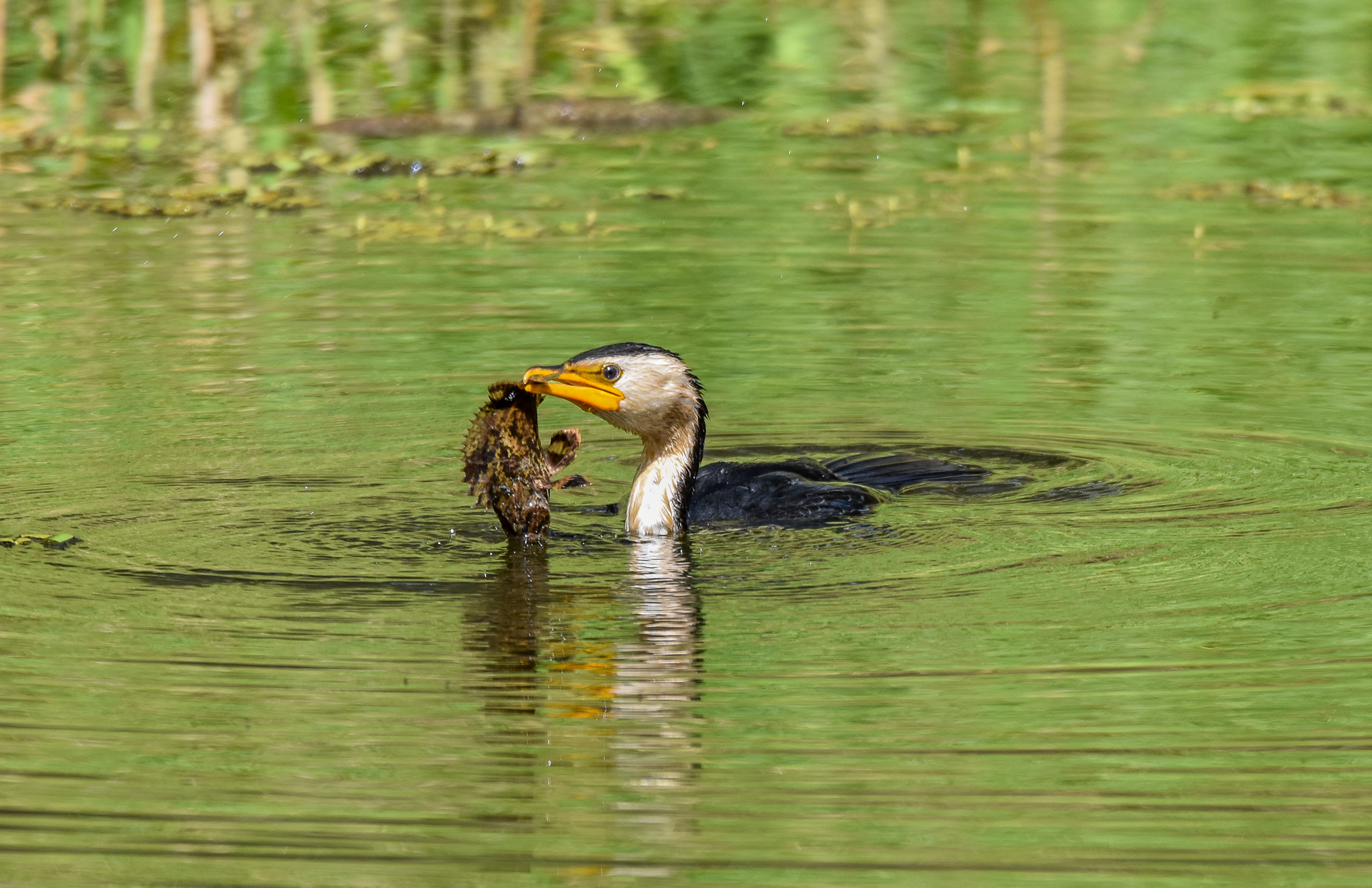 Little Pied Cormorant with Freshwater Stonefish/Bullrout