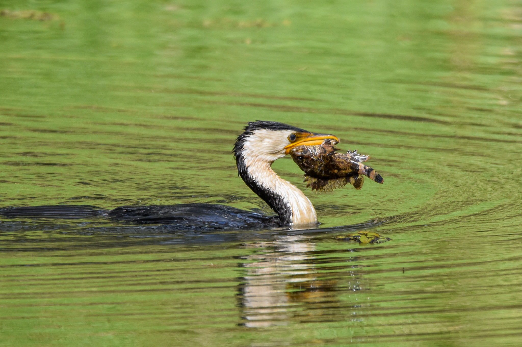 Little Pied Cormorant with Freshwater Stonefish/Bullrout