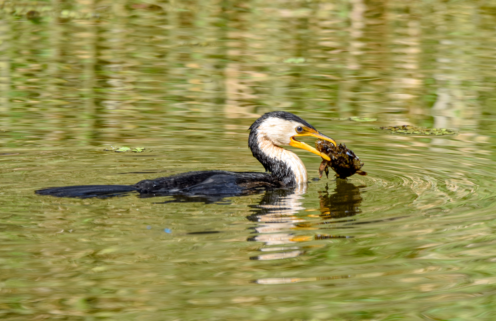 Little Pied Cormorant with Freshwater Stonefish/Bullrout