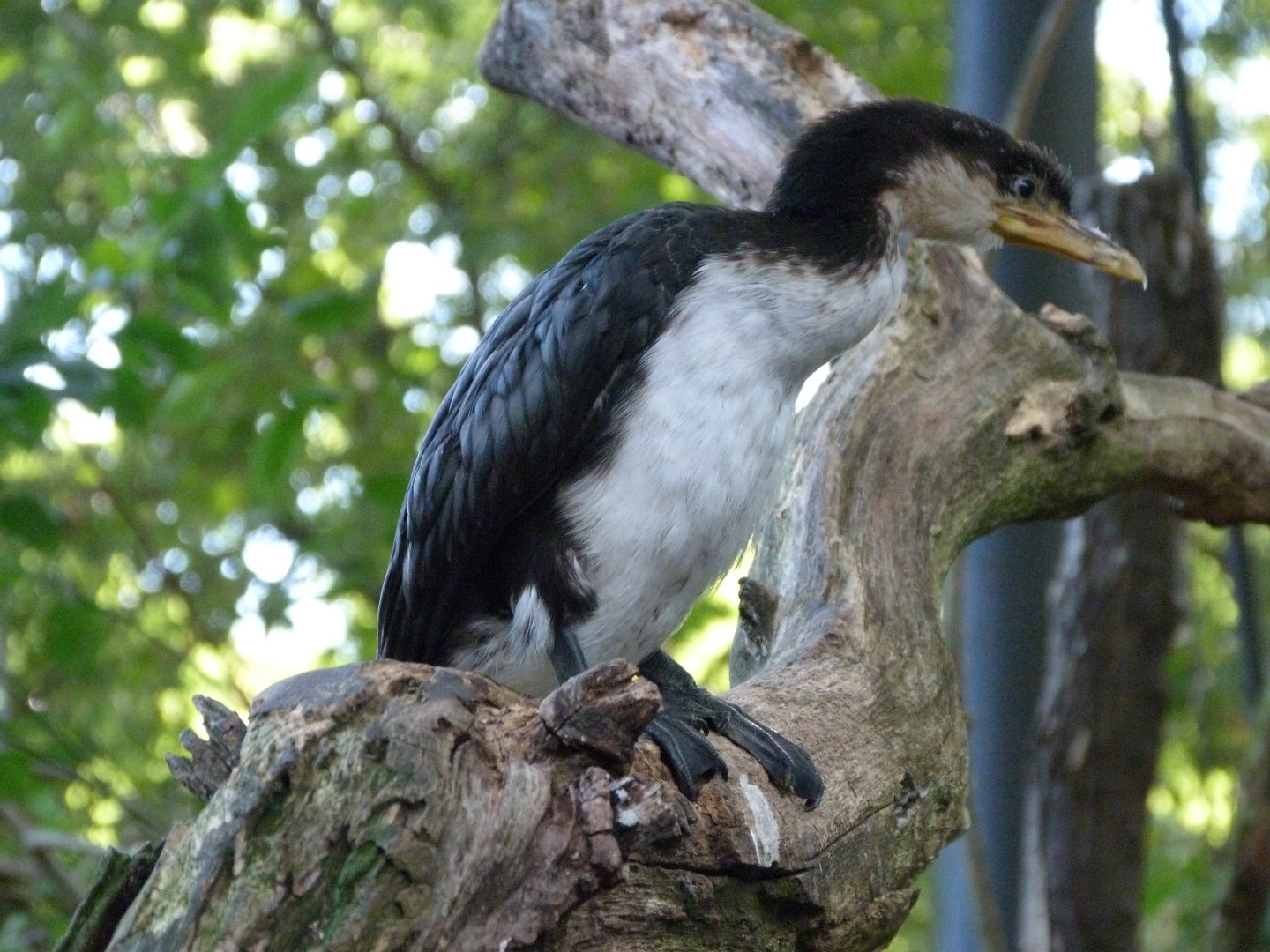 Little pied cormorant -Zoo Praha (2025)