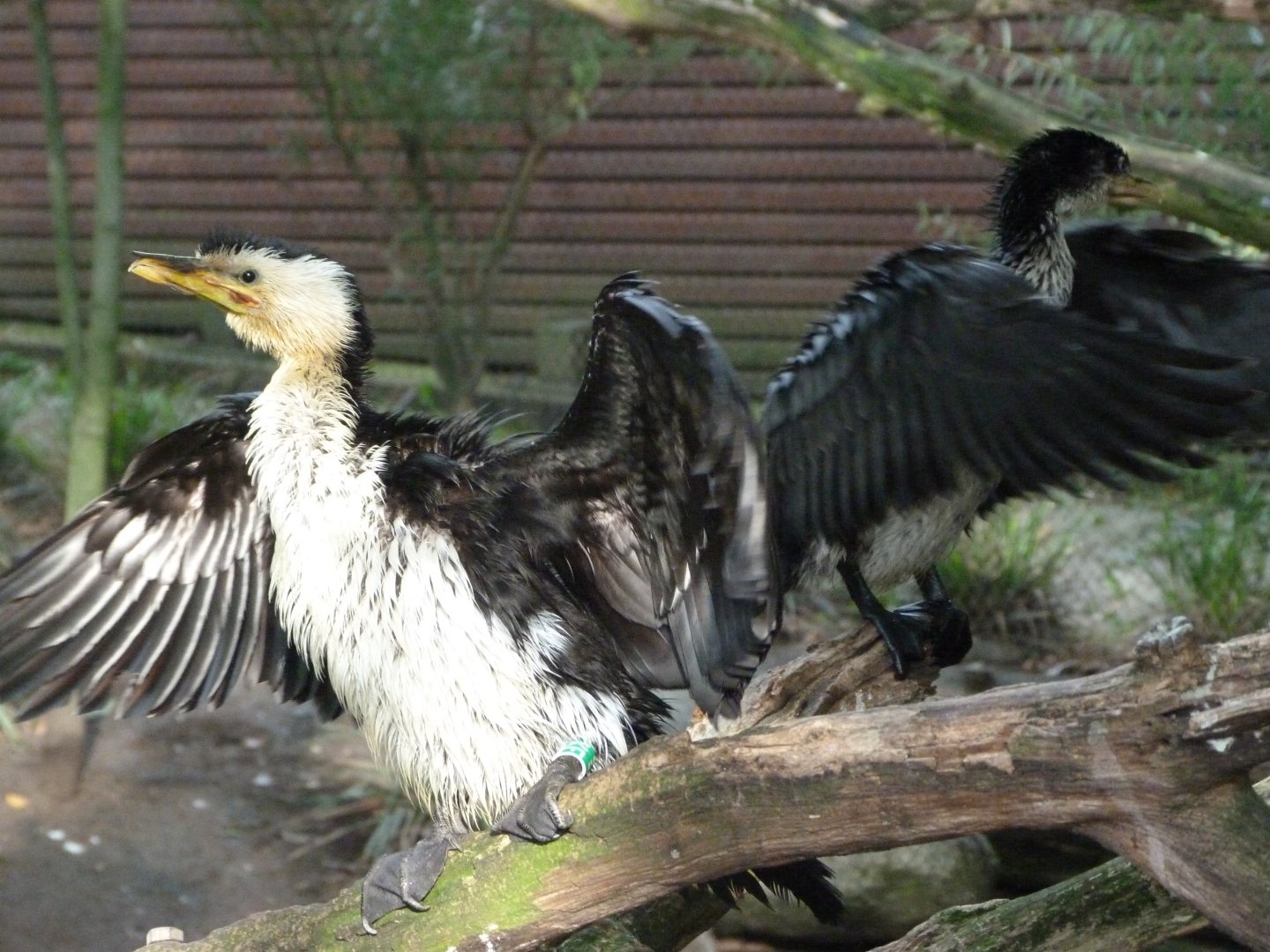 Little pied cormorant -Zoo Praha (2025)