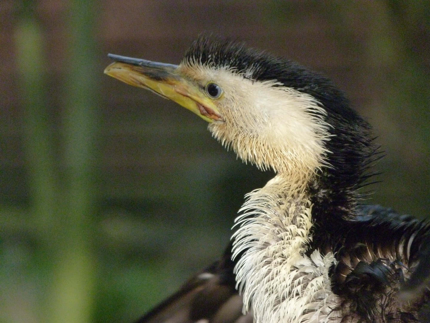 Little pied cormorant -Zoo Praha (2025)