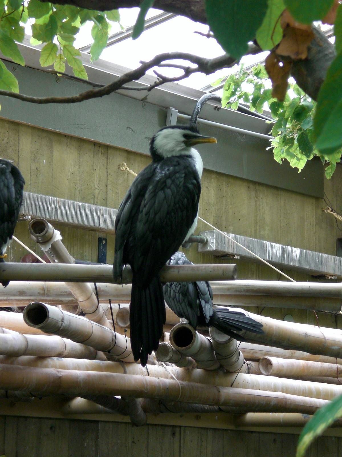Little Pied Cormorant