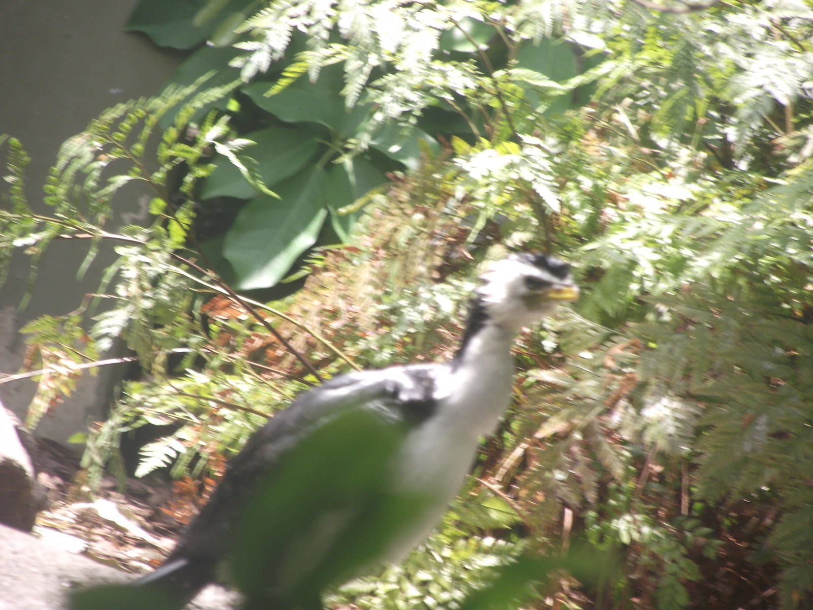 Little Pied Cormorant