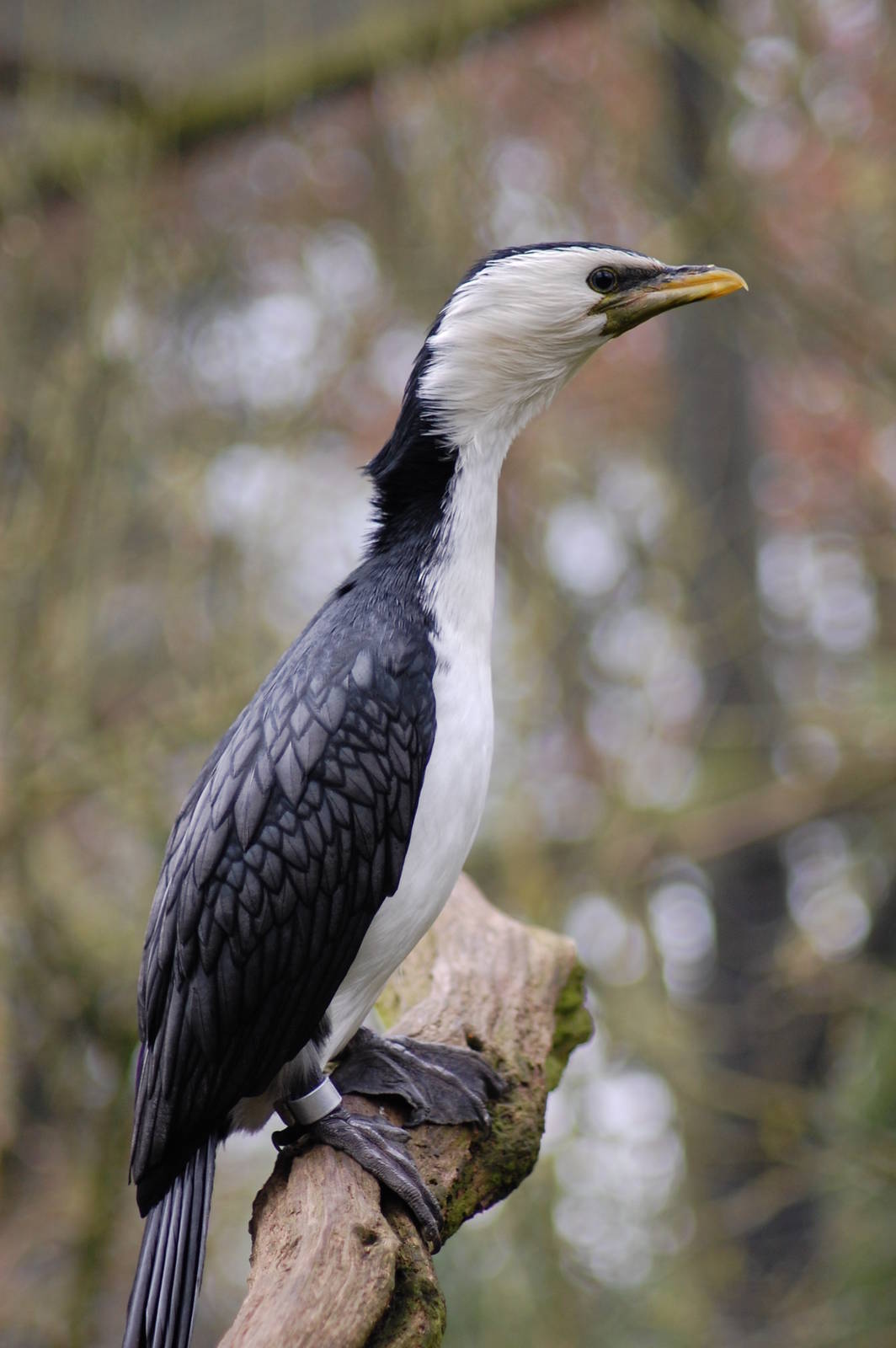 Little pied cormorant