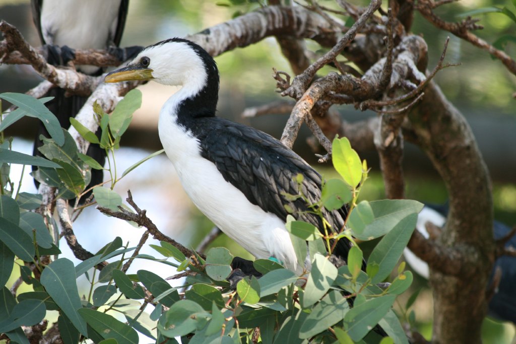 Little Pied Cormorant