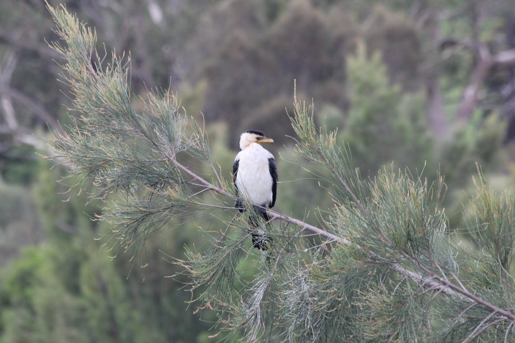 Little Pied Cormorant