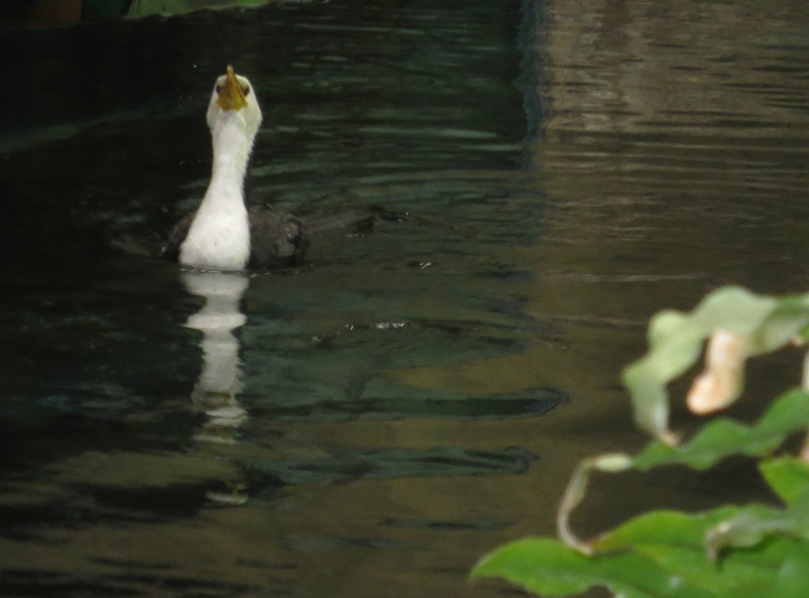 Little pied cormorant