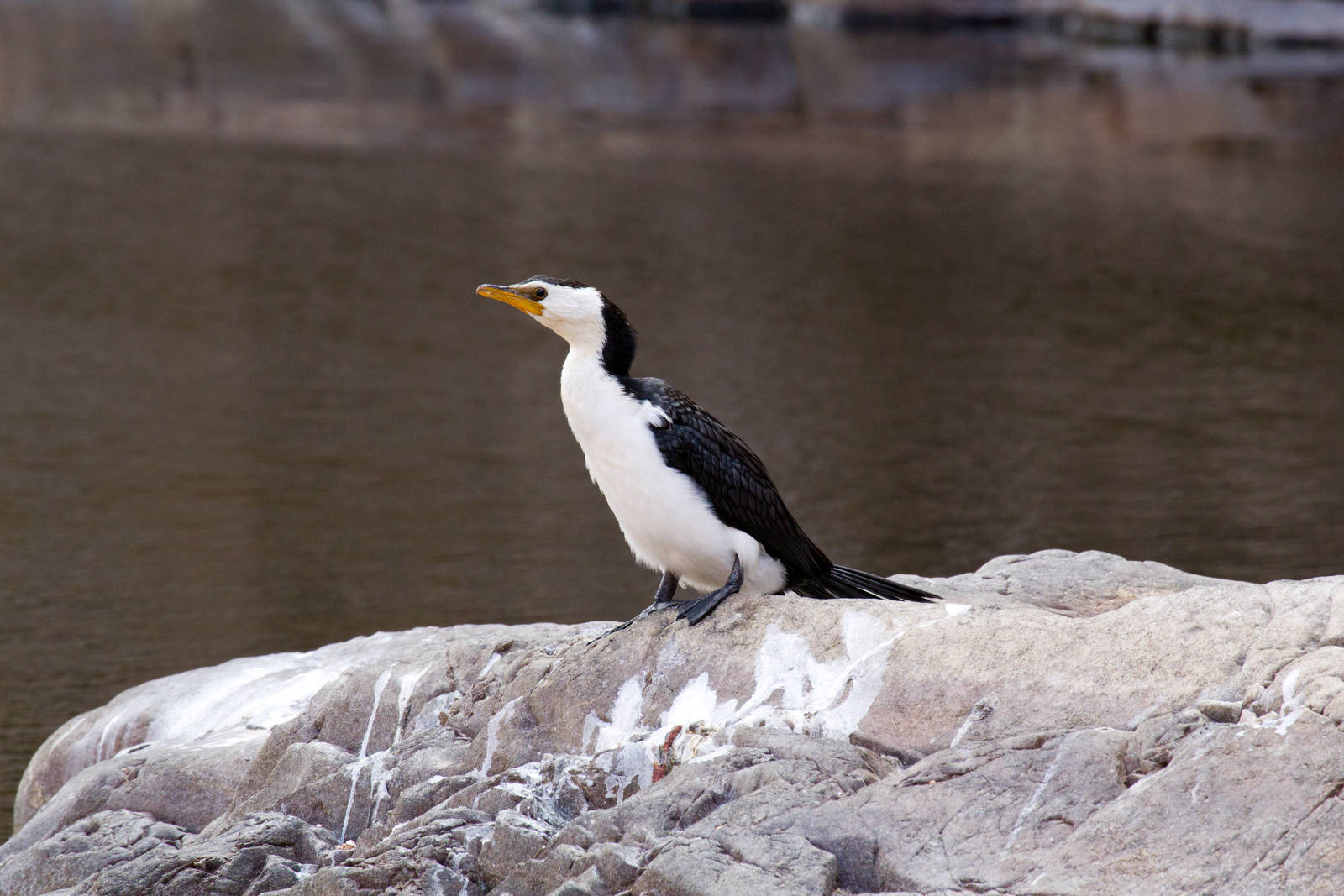 Little Pied Cormorant