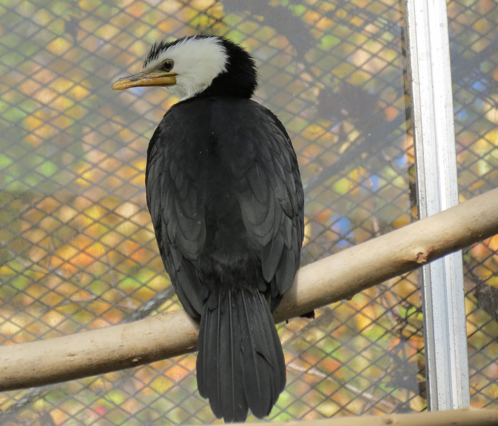 Little Pied Cormorant