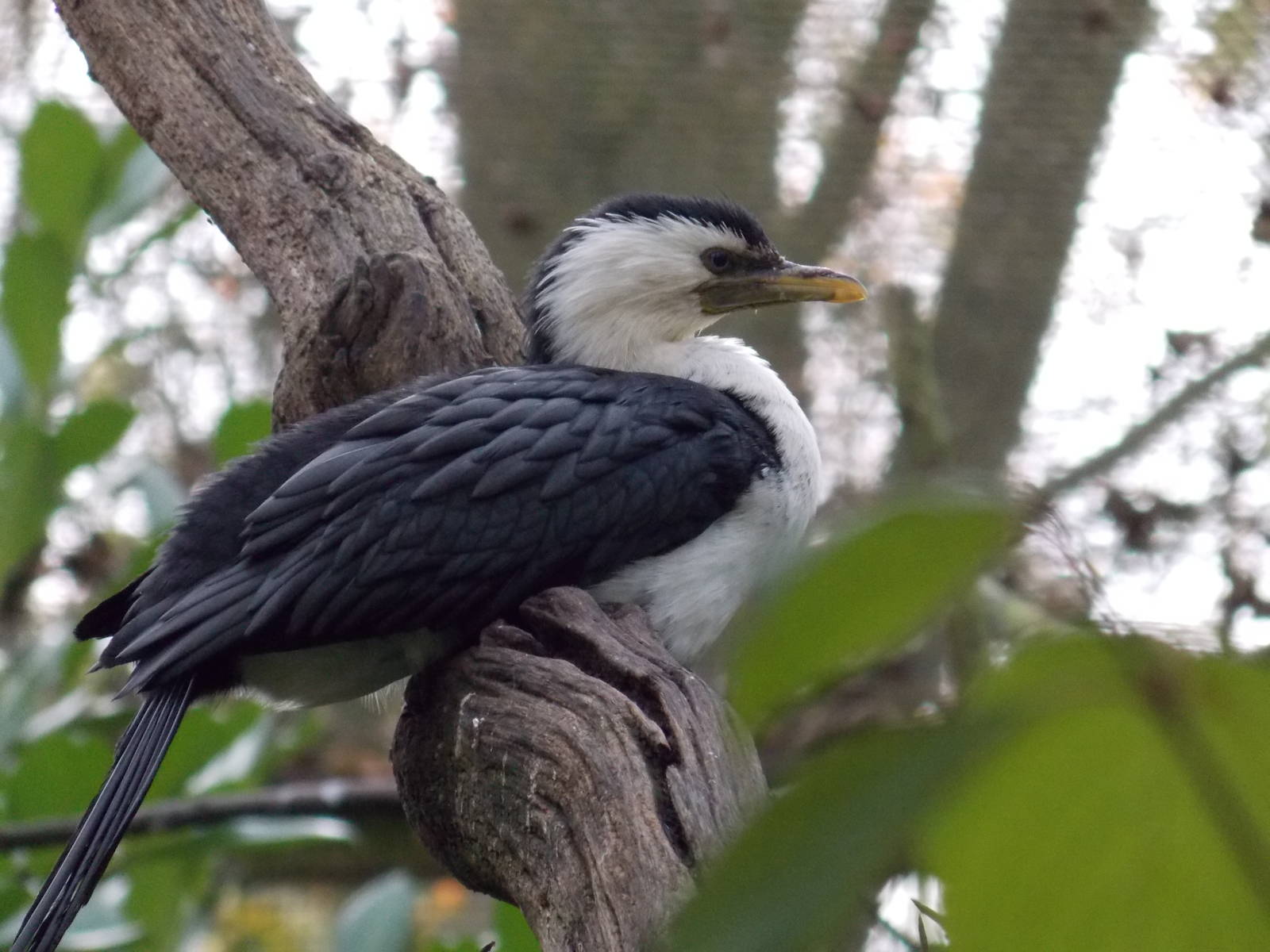 Little pied cormorant