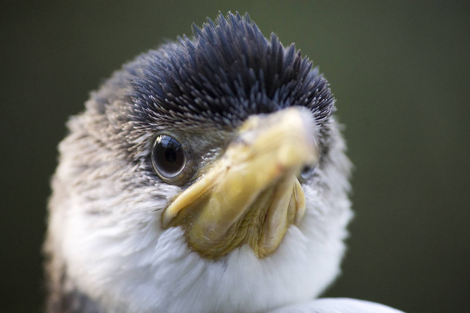 Little Pied Cormorant