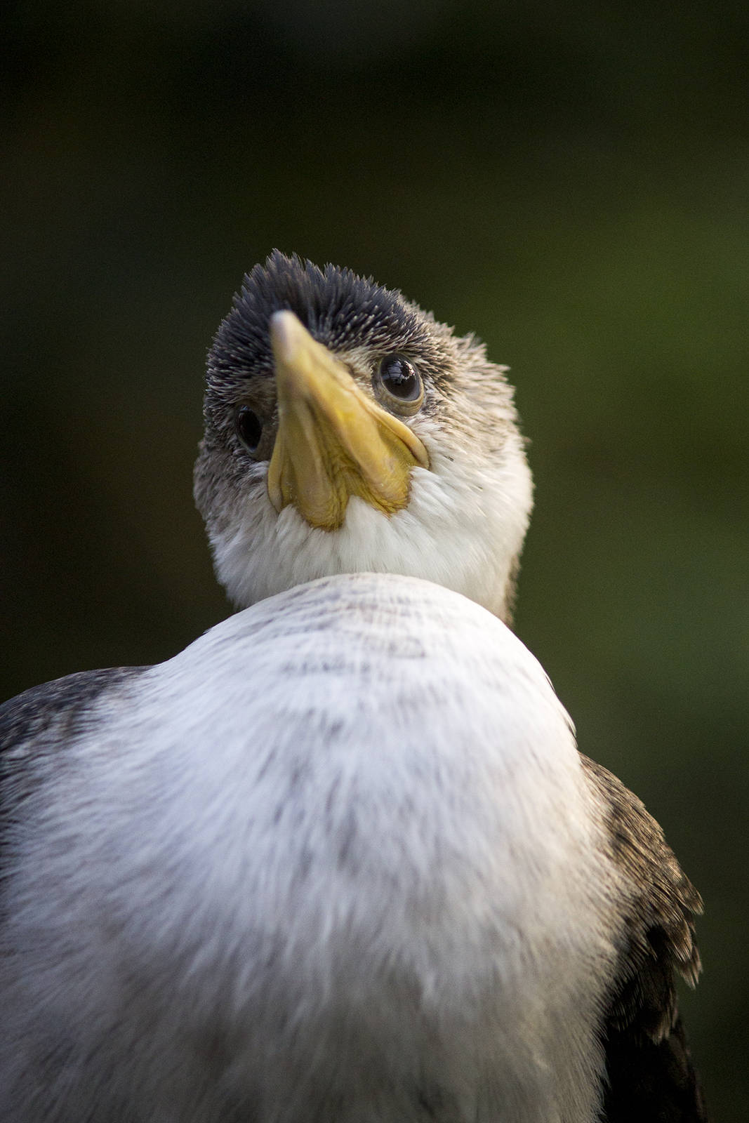 Little Pied Cormorant