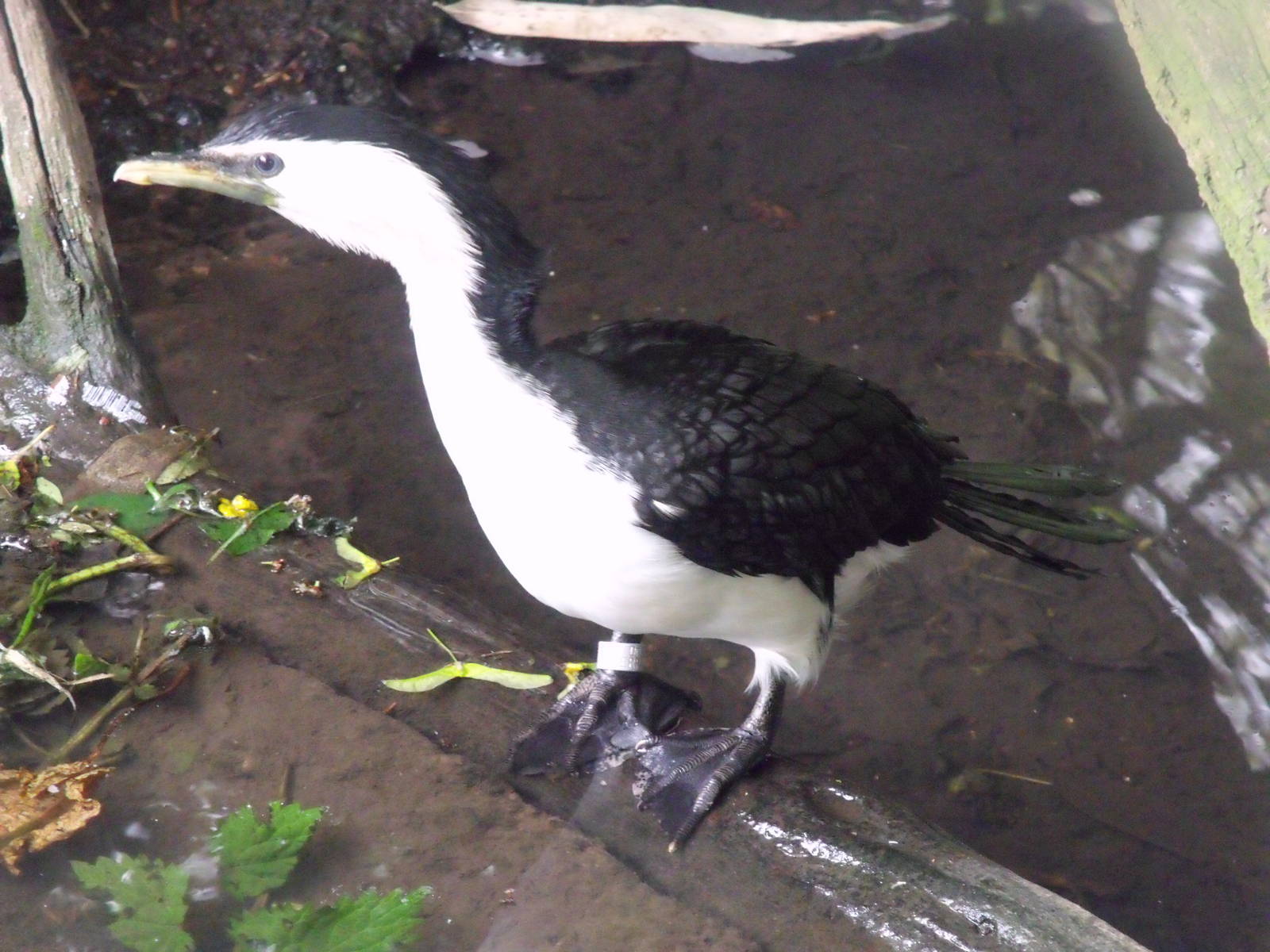 Little Pied Cormorant