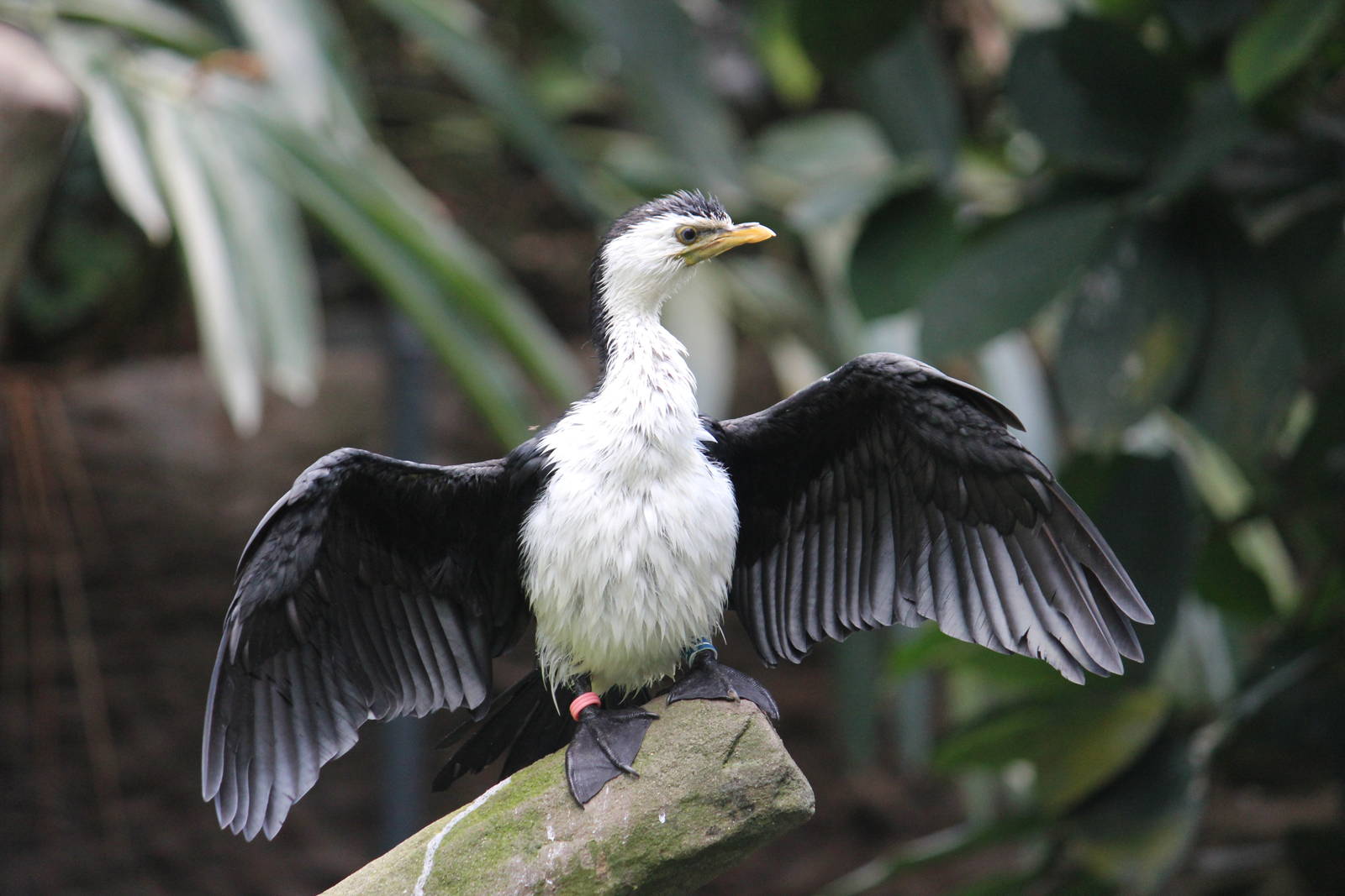 Little pied cormorant