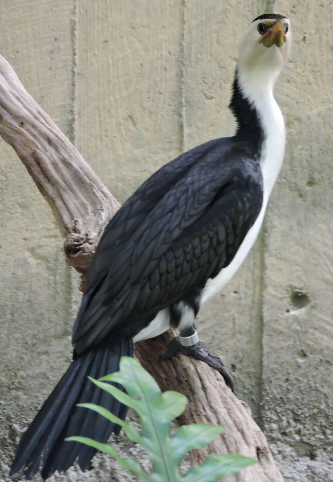 Little Pied Cormorant