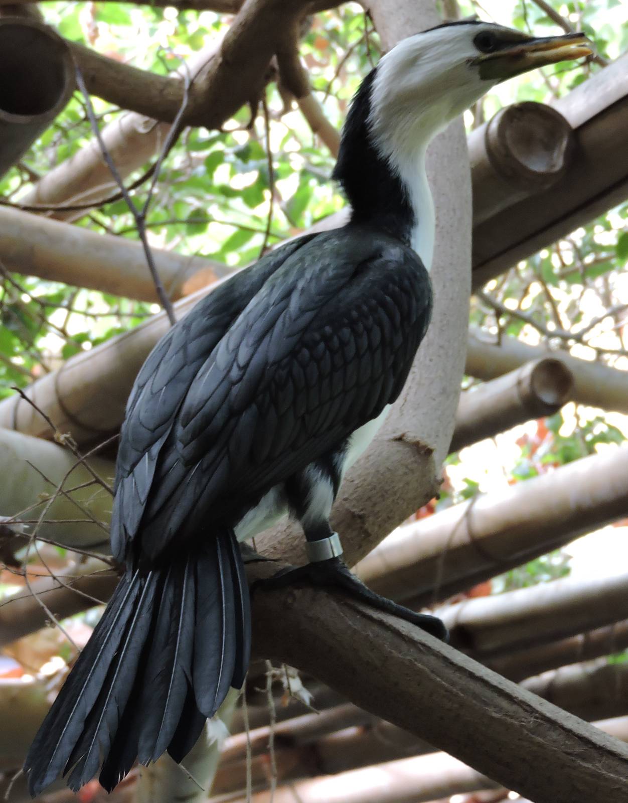 Little Pied Cormorant.