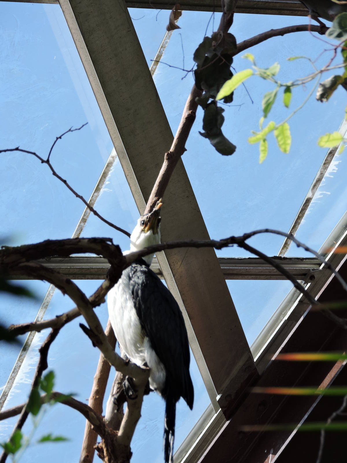 Little Pied Cormorant