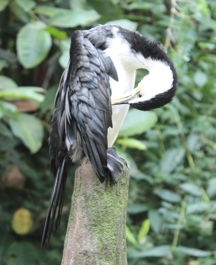 Little pied cormorant