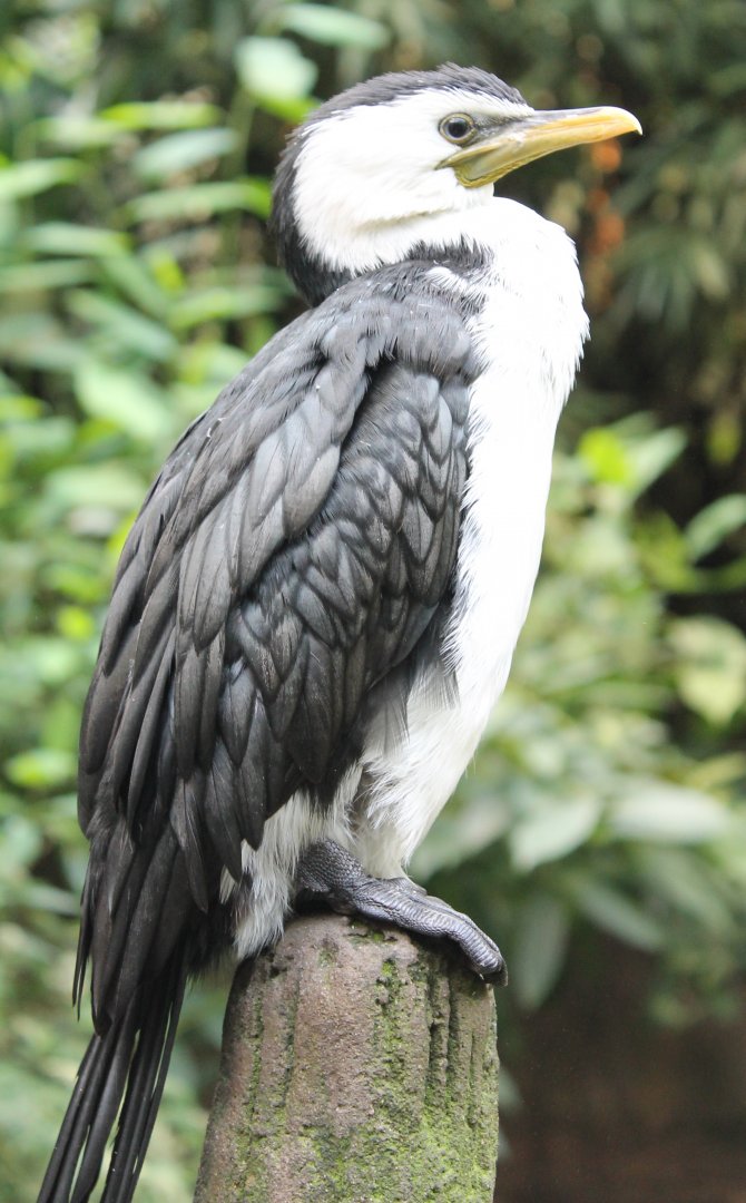 Little pied cormorant