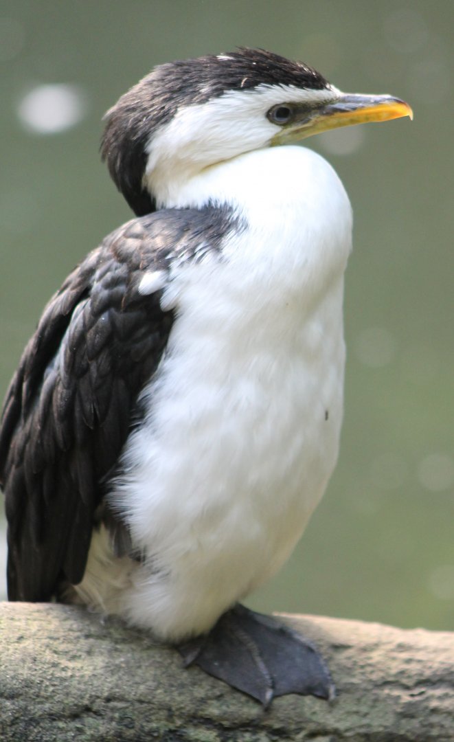Little pied cormorant