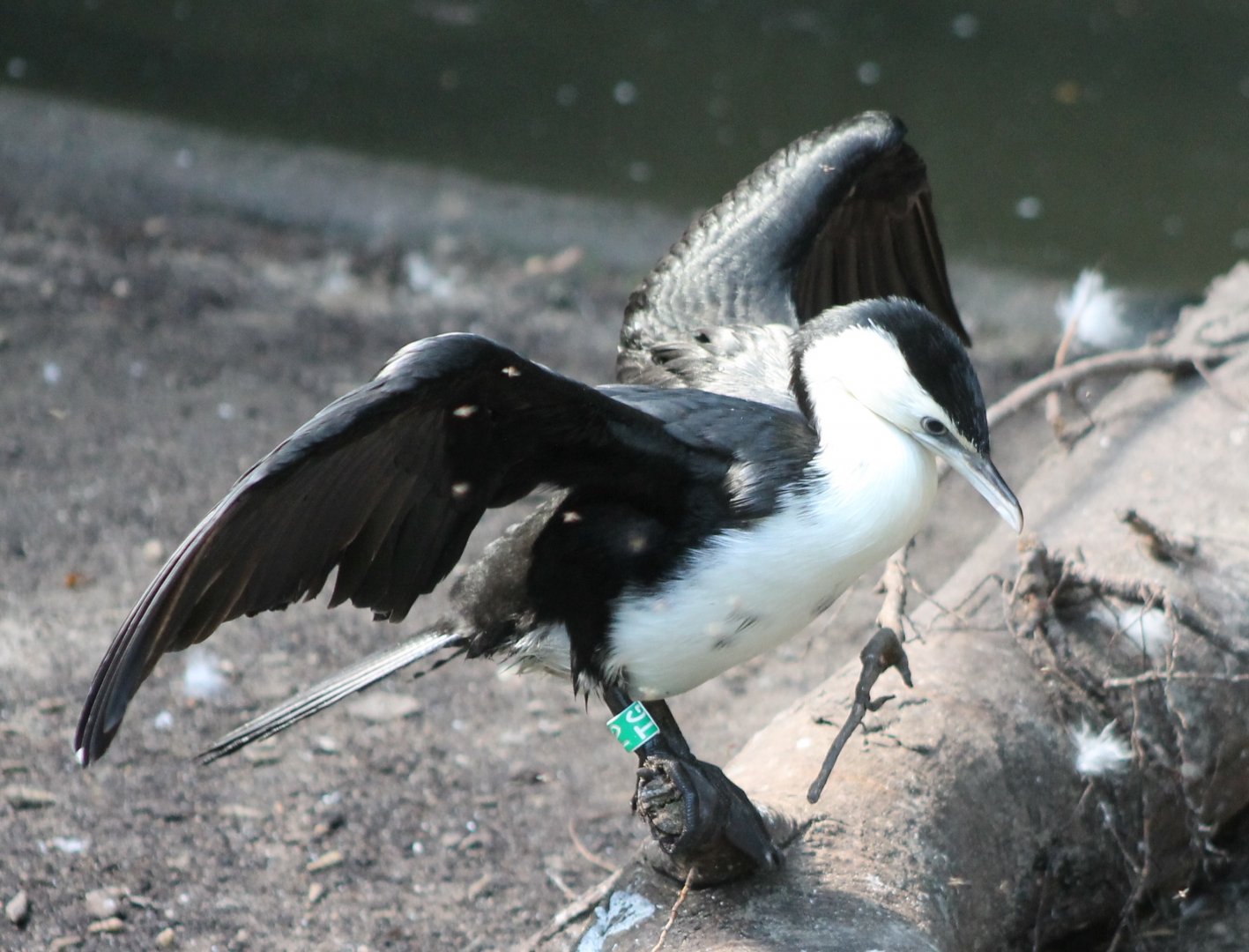 Little pied cormorant