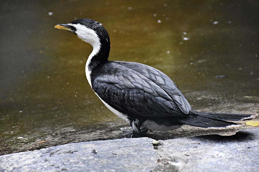 Little pied cormorant