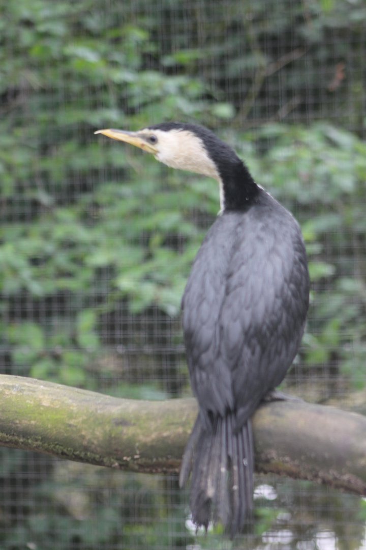 Little pied cormorant