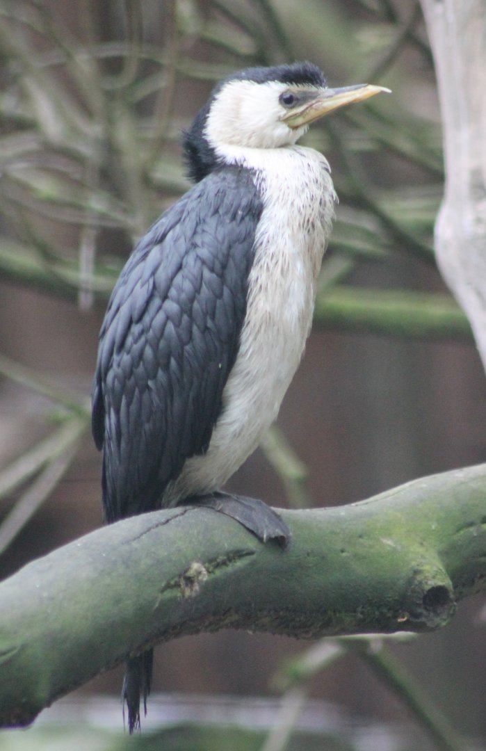 Little pied cormorant