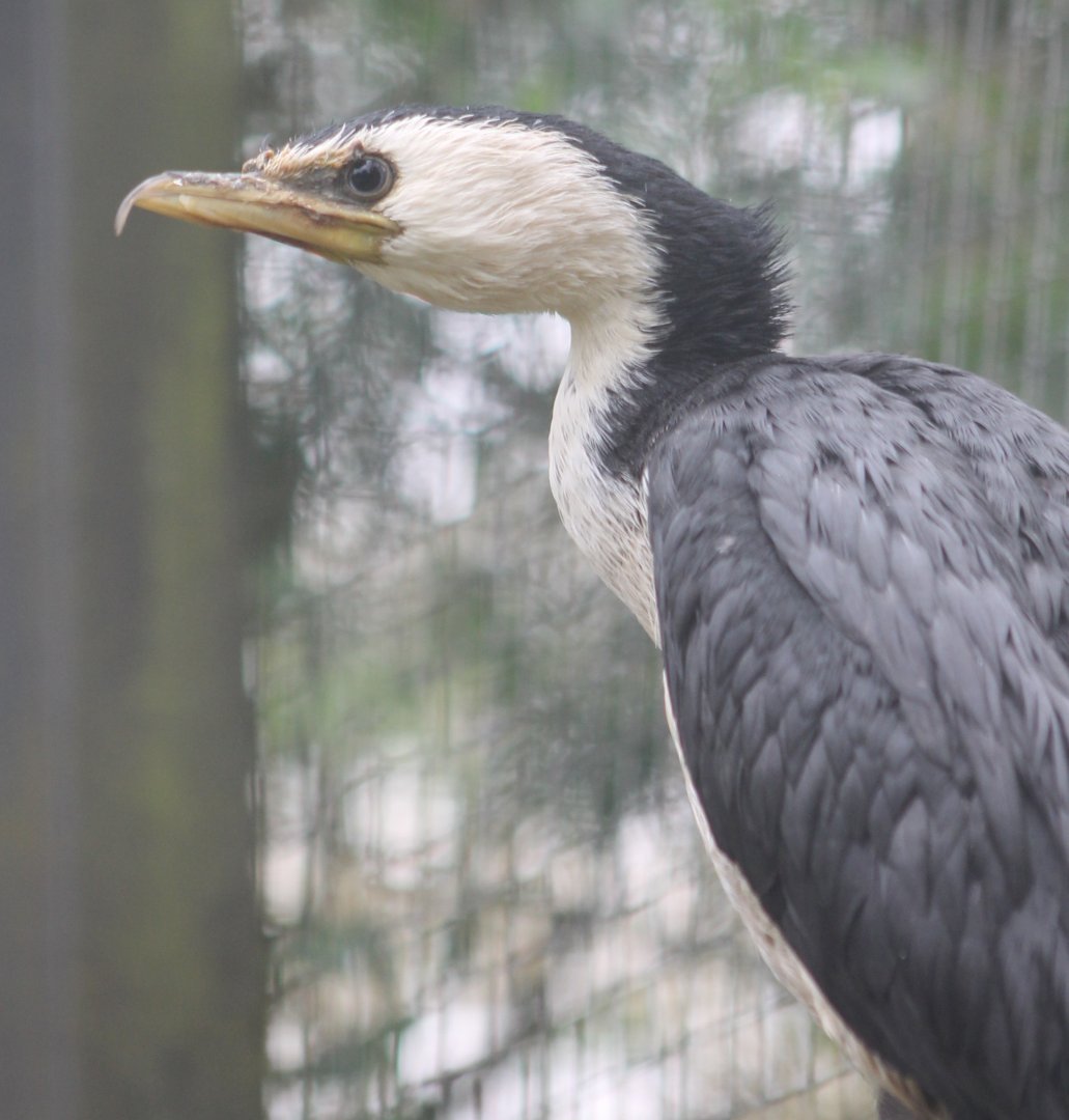 Little pied cormorant