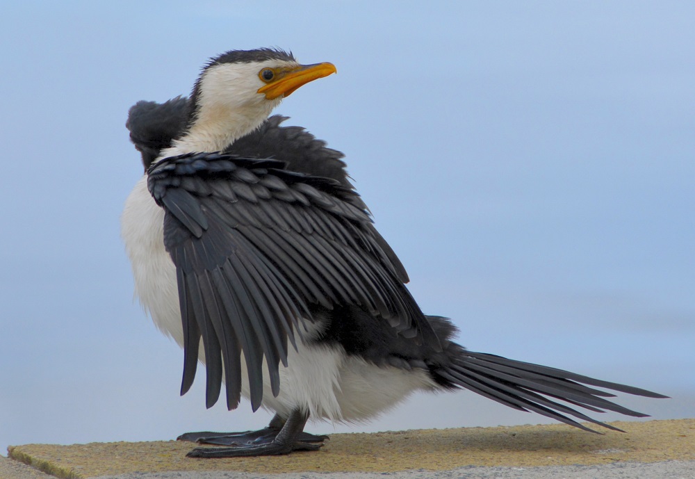Little pied cormorant